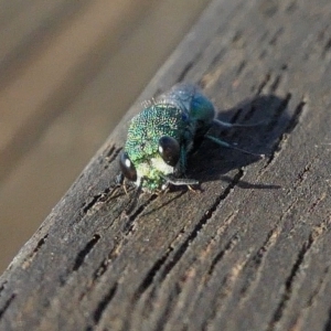 Primeuchroeus sp. (genus) at Rugosa - 25 Apr 2023 06:20 PM