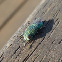 Primeuchroeus sp. (genus) at Rugosa - 25 Apr 2023 06:20 PM