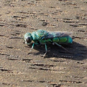 Primeuchroeus sp. (genus) at Yass River, NSW - 25 Apr 2023