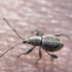 Merimnetes (genus) (A weevil) at Surf Beach, NSW - 25 Apr 2023 by Hejor1