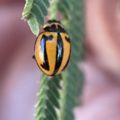 Micraspis frenata (Striped Ladybird) at Surf Beach, NSW - 25 Apr 2023 by Hejor1