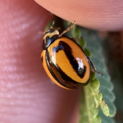 Micraspis frenata at Surf Beach, NSW - 25 Apr 2023 02:03 PM