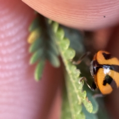 Micraspis frenata at Surf Beach, NSW - 25 Apr 2023 02:03 PM