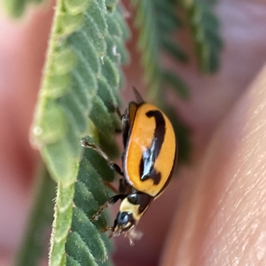 Micraspis frenata at Surf Beach, NSW - 25 Apr 2023 02:03 PM