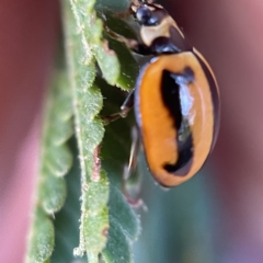 Micraspis frenata at Surf Beach, NSW - 25 Apr 2023