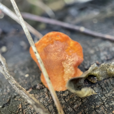 Unidentified Pored or somewhat maze-like on underside [bracket polypores] at Surf Beach, NSW - 25 Apr 2023 by Hejor1