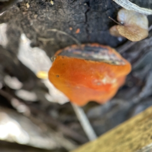 Trametes coccinea at Surf Beach, NSW - 25 Apr 2023 02:17 PM