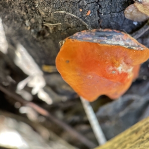 Trametes coccinea at Surf Beach, NSW - 25 Apr 2023 02:17 PM