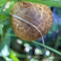 Unidentified Cap on a stem; gills below cap [mushrooms or mushroom-like] at Currowan, NSW - 25 Apr 2023 by Hejor1