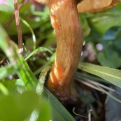 Gymnopilus sp. at Currowan, NSW - 25 Apr 2023 02:09 PM