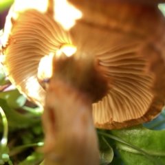 Gymnopilus sp. at Currowan, NSW - 25 Apr 2023 02:09 PM