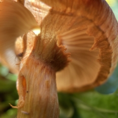 Gymnopilus sp. at Currowan, NSW - 25 Apr 2023 02:09 PM