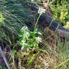 Stackhousia monogyna (Creamy Candles) at Cotter River, ACT - 25 Apr 2023 by LPadg