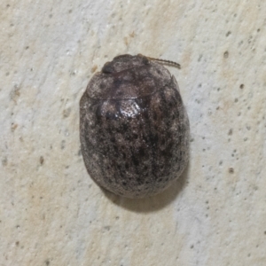 Trachymela sp. (genus) at Higgins, ACT - 12 Jan 2023