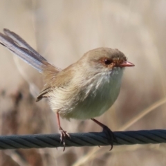 Malurus cyaneus (Superb Fairywren) at Molonglo River Reserve - 25 Apr 2023 by RodDeb