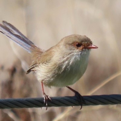 Malurus cyaneus (Superb Fairywren) at Coombs, ACT - 25 Apr 2023 by RodDeb