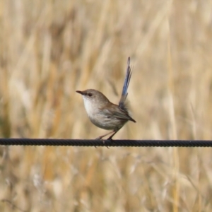 Malurus cyaneus at Coombs, ACT - 25 Apr 2023