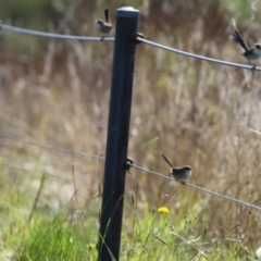 Malurus cyaneus at Coombs, ACT - 25 Apr 2023