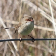 Malurus cyaneus at Coombs, ACT - 25 Apr 2023