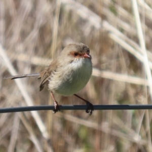 Malurus cyaneus at Coombs, ACT - 25 Apr 2023