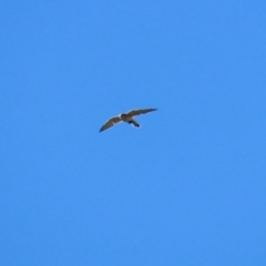 Falco cenchroides (Nankeen Kestrel) at Molonglo Valley, ACT - 25 Apr 2023 by RodDeb