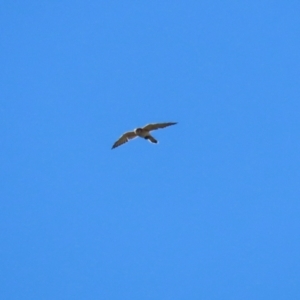 Falco cenchroides at Molonglo Valley, ACT - 25 Apr 2023