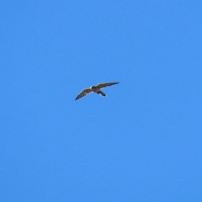 Falco cenchroides (Nankeen Kestrel) at Molonglo River Reserve - 25 Apr 2023 by RodDeb