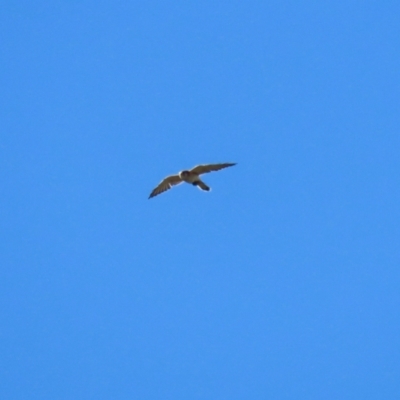 Falco cenchroides (Nankeen Kestrel) at Molonglo Valley, ACT - 25 Apr 2023 by RodDeb