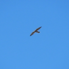 Falco cenchroides at Molonglo Valley, ACT - 25 Apr 2023