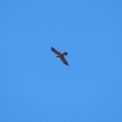 Falco cenchroides at Molonglo Valley, ACT - 25 Apr 2023