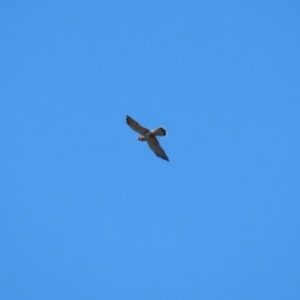 Falco cenchroides at Molonglo Valley, ACT - 25 Apr 2023