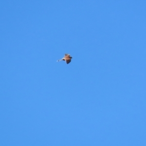 Falco cenchroides at Molonglo Valley, ACT - 25 Apr 2023