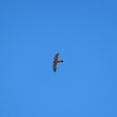 Falco cenchroides at Molonglo Valley, ACT - 25 Apr 2023