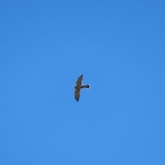Falco cenchroides at Molonglo Valley, ACT - 25 Apr 2023 12:42 PM
