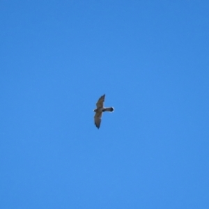 Falco cenchroides at Molonglo Valley, ACT - 25 Apr 2023