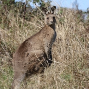 Macropus giganteus at Molonglo Valley, ACT - 25 Apr 2023