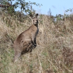 Macropus giganteus at Molonglo Valley, ACT - 25 Apr 2023