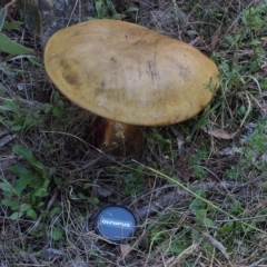 Unverified Fungus at Acton, ACT - 21 Apr 2023 by BarrieR