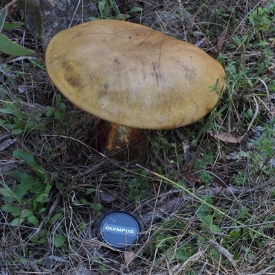 Unidentified Fungus at Acton, ACT - 21 Apr 2023 by BarrieR