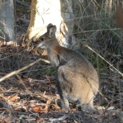 Notamacropus rufogriseus (Red-necked Wallaby) at Bruce, ACT - 24 Apr 2023 by JohnGiacon