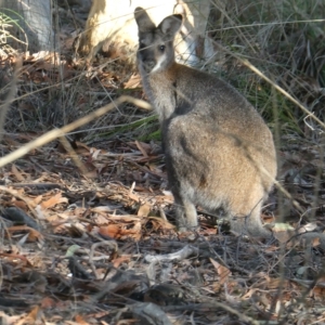 Notamacropus rufogriseus at Bruce, ACT - 25 Apr 2023