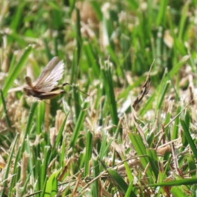 Caledia captiva (grasshopper) at Coombs, ACT - 25 Apr 2023 by RodDeb