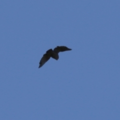 Callocephalon fimbriatum (Gang-gang Cockatoo) at Molonglo River Reserve - 25 Apr 2023 by RodDeb