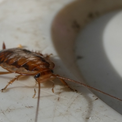 Robshelfordia simplex (Shelford's Western Cockroach) at Flea Bog Flat to Emu Creek Corridor - 4 Apr 2023 by JohnGiacon