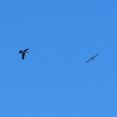 Anhinga novaehollandiae at Molonglo Valley, ACT - 25 Apr 2023 11:40 AM