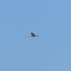 Anhinga novaehollandiae at Molonglo Valley, ACT - 25 Apr 2023