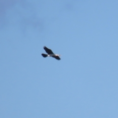 Anhinga novaehollandiae at Molonglo Valley, ACT - 25 Apr 2023