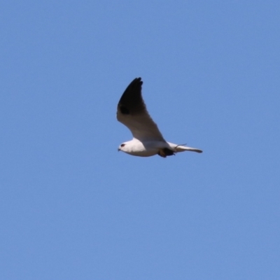 Elanus axillaris (Black-shouldered Kite) at Molonglo River Reserve - 25 Apr 2023 by RodDeb