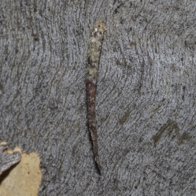 Conoeca guildingi (A case moth) at Kambah, ACT - 3 Mar 2023 by AlisonMilton