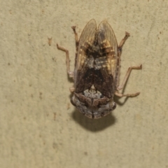 Stenocotis depressa (Leafhopper) at Kambah, ACT - 3 Mar 2023 by AlisonMilton